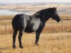 Mia - Black Percheron Mare - 2
