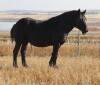 Mia - Black Percheron Mare - 3