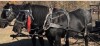 Mia - Black Percheron Mare - 4