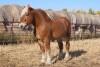 Mia - Black Percheron Mare - 6