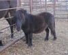 Pappy - Black Mini Gelding
