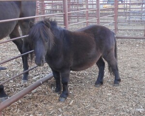 Pappy - Black Mini Gelding