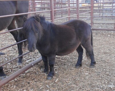 Pappy - Black Mini Gelding