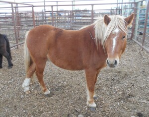 Boston - Sorrel Pony Gelding
