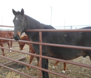 Major - Bay QH Gelding