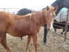 Sorrel QH Stud Colt