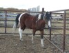 Arthur - Arab Pinto Cross Gelding