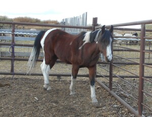 Arthur - Arab Pinto Cross Gelding