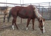 Sorrel Mare