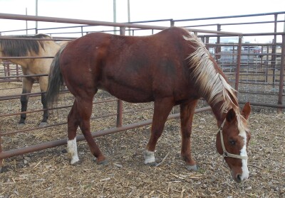 Sorrel Mare