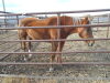 Kisco - Sorrel QH Mare