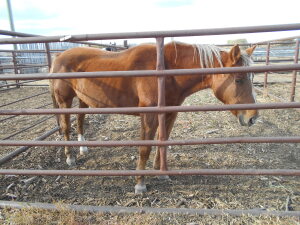 Kisco - Sorrel QH Mare