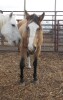 Cheyanne - Buckskin QH Mare