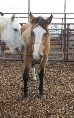 Cheyanne - Buckskin QH Mare