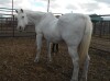 Jake - White QH Gelding