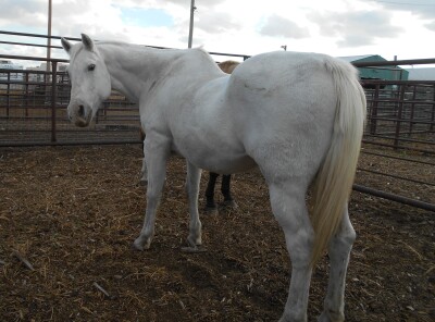 Jake - White QH Gelding