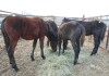 Black Friesan Cross Filly