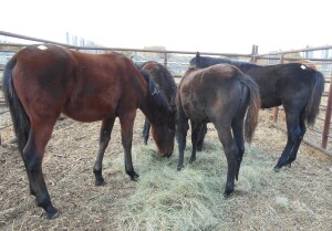 Black Friesan Cross Filly