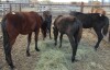 Black Friesan Cross Filly