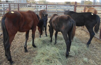 Black Friesan Cross Filly