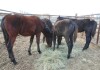 Dark Bay Perch Cross Filly