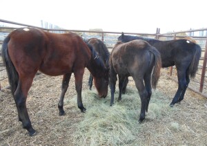 Dark Bay Perch Cross Filly