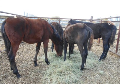 Dark Bay Perch Cross Filly