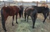 Bay Percheron Cross Filly