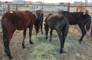 Bay Percheron Cross Filly