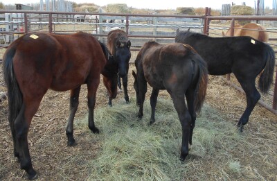 Bay Percheron Cross Filly