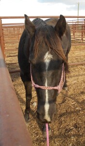 Black QH Cross Mare