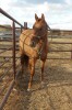 Dun QH Filly