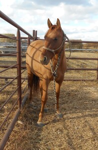Dun QH Filly