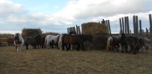 Mini Mare