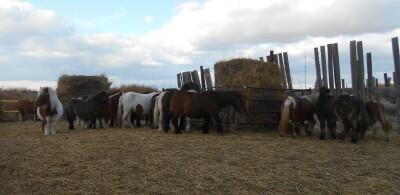 Mini Mare