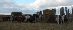 Mini Mare