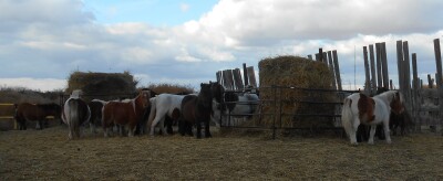 Mini Mare