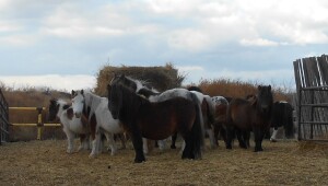 Mini Mare