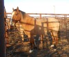 Sunny - Red Roan Gelding