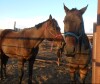 Party - Bay TB Gelding