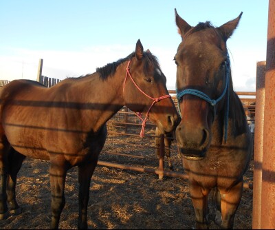 Party - Bay TB Gelding