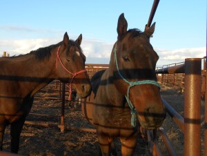 Shake - Bay TB Gelding