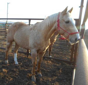 Jake - Palomino QH Gelding