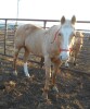 Jake - Palomino QH Gelding - 2