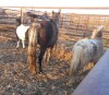 Silver - Grey Appy/Shetland Gelding