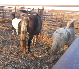 Freedom - Chestnut Pony Mare