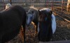 Sparkles - White Pony Mare