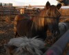 Willis - Brown Shetland Gelding