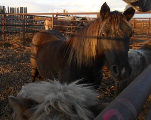 Willis - Brown Shetland Gelding