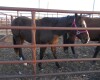 Bay QH Gelding